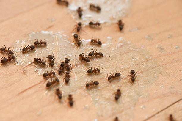 Best Exterminator Services  in Beatrice, NE