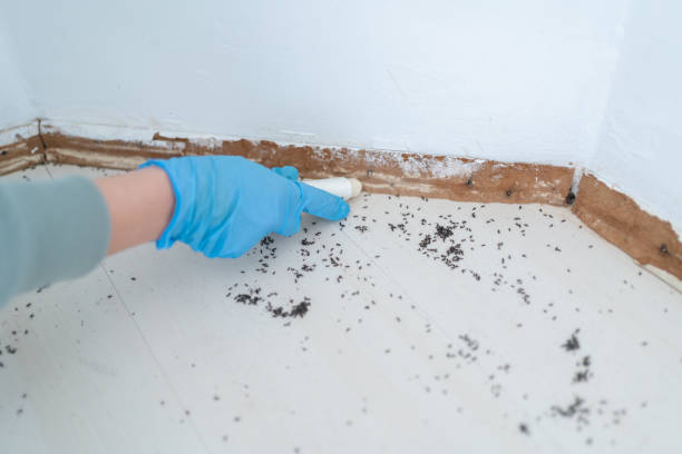 Flea Control Services in Beatrice, NE